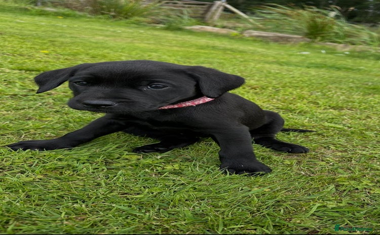 Labrador Retriever dogs - Advert 5