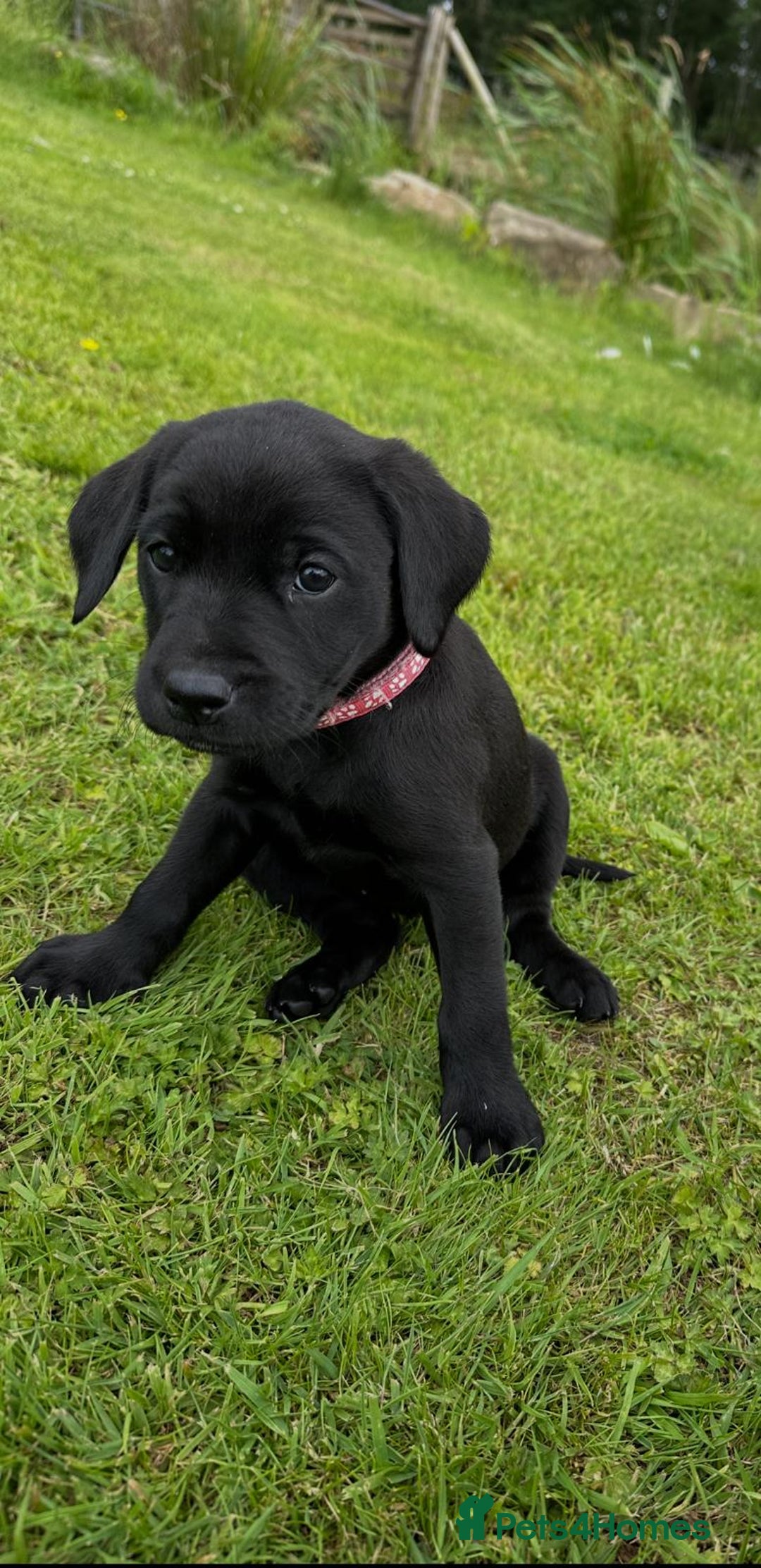 Labrador Retriever dogs for sale: Excellent KC reg-health checked home bred line - Image 1