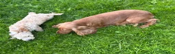 Cockapoo dogs for sale: Red & Apricot Cockapoo Puppies in Airdrie - Advert 13