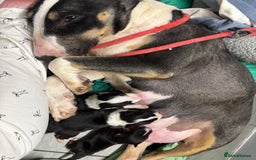English Bull Terrier dogs for sale: Champion line bull terriers  - Image 1