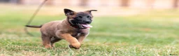 Belgian Shepherd Dog dogs for sale: KC registered NVBK line dog pup. - Advert 5