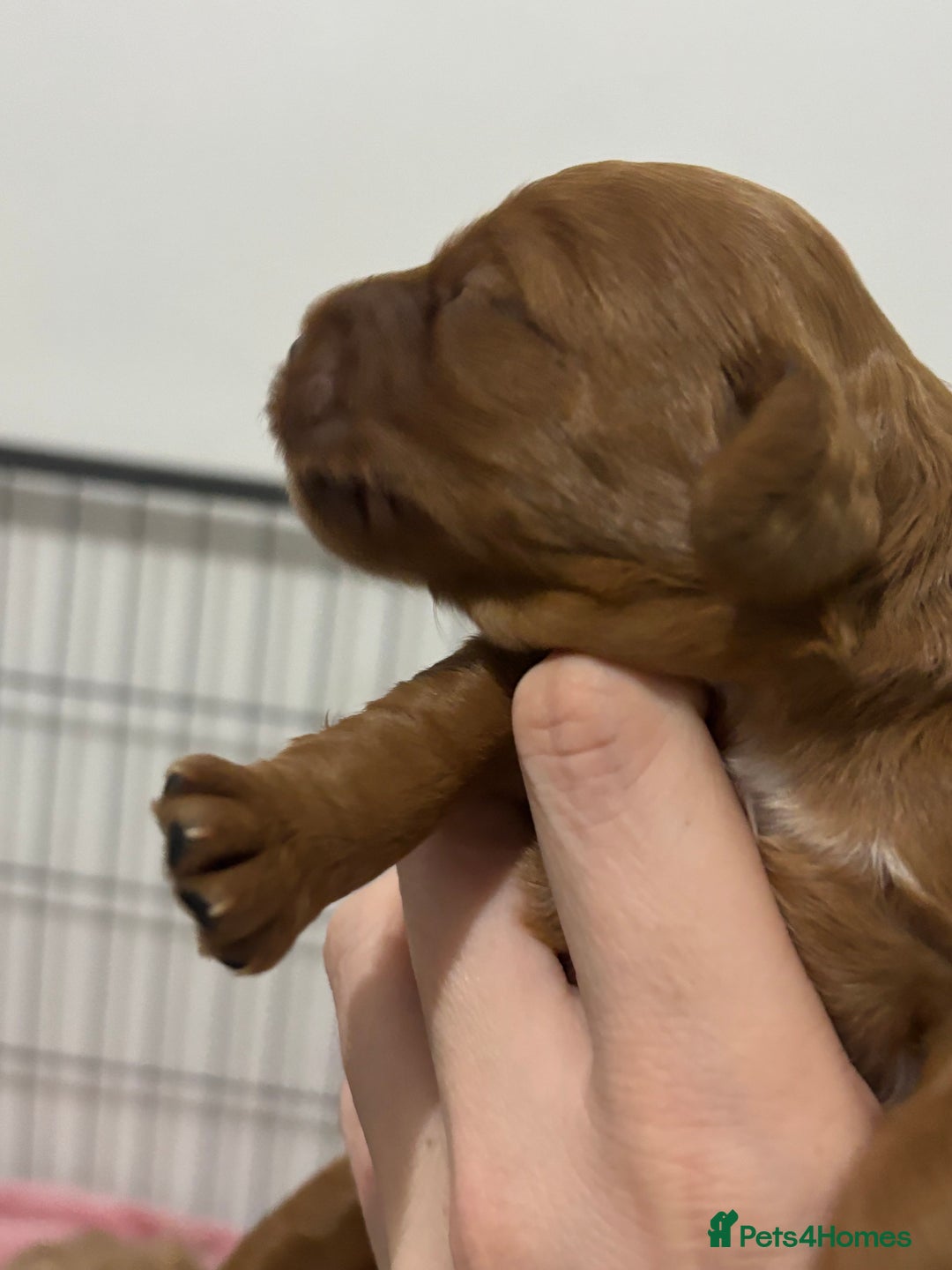 Cockapoo dogs for sale: Red cockapoo pups 😍 3 weeks old almost  - Advert 9