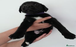 Mixed Breed dogs for sale: Mixed Breed Puppies - Image 2