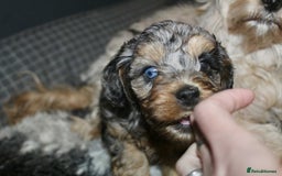 Cavapoo dogs for sale: Blue merle phantom Cavapoo female puppy - Advert 10