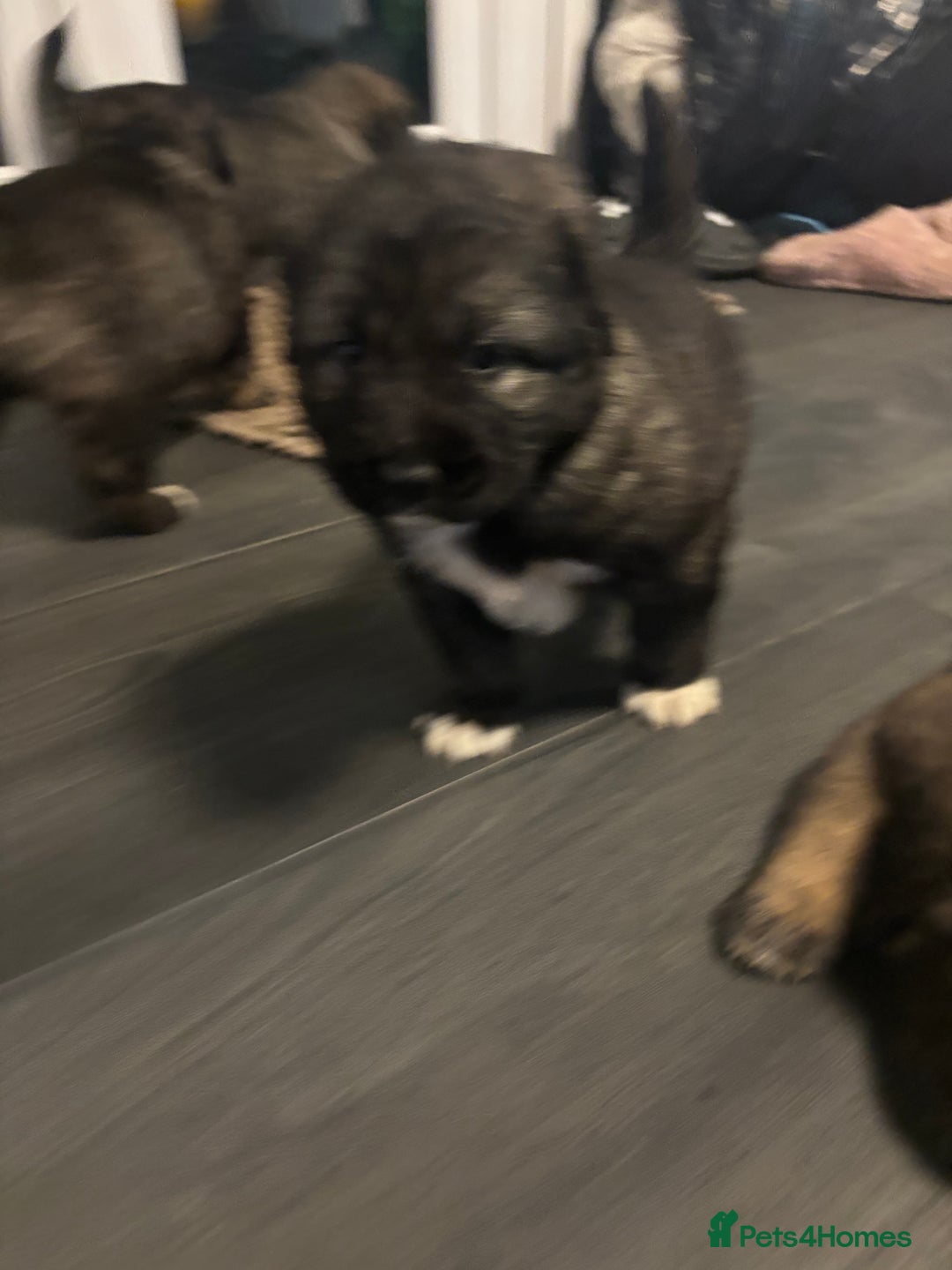 Caucasian Shepherd Dog dogs for sale: Caucasian Shepherds  - Advert 27