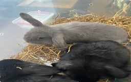 Dwarf Lop rabbits for sale: Dwarf lops READY NOW - Image 3