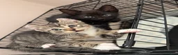 Mixed Breed cats for sale: Kittens READY! Sphynx cross - Advert 29