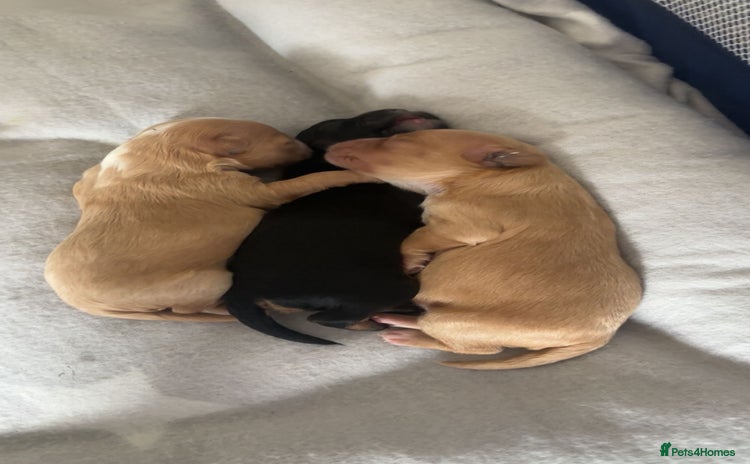 Mixed Breed dogs - Advert 4