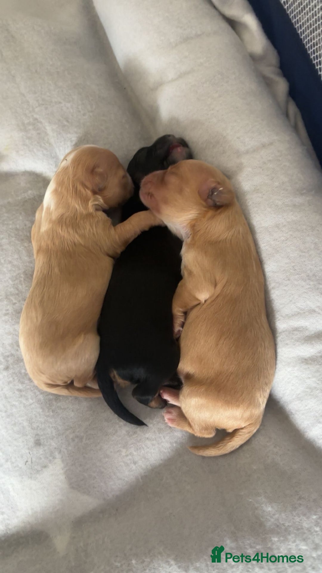 Mixed Breed dogs for sale: Malshi-poo puppies  - Image 1