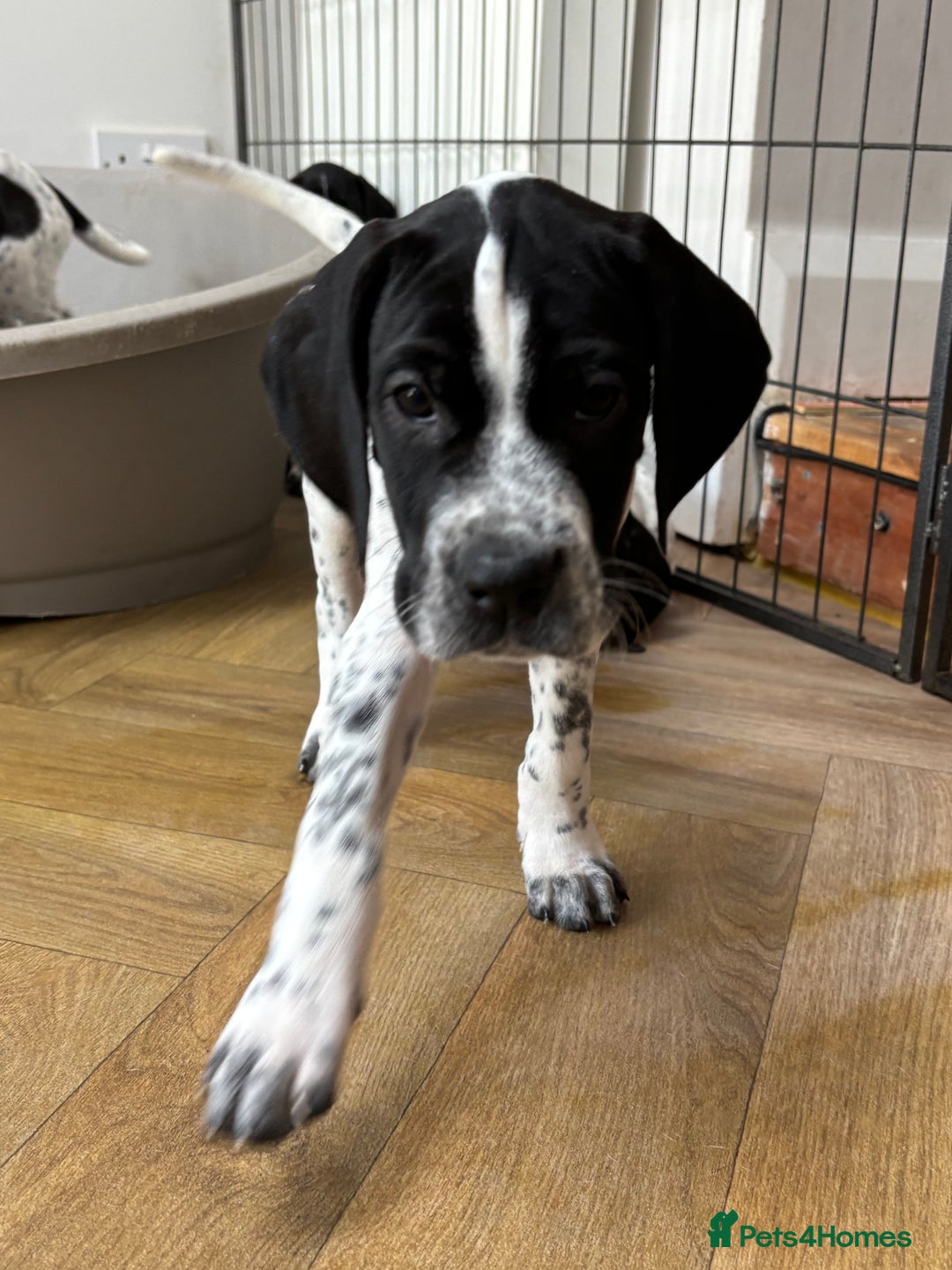 Pointer dogs for sale: ⭐️ LAST 3 PUPS REMAINING!⭐️ - Image 5
