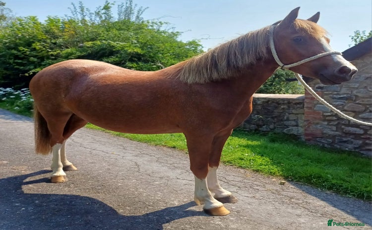 Welsh Section A horses - Advert 2