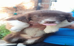 Sprollie dogs for sale: Border Collie x Springer Spaniel pups - Image 17