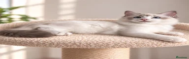 Ragdoll 5