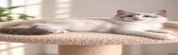 Ragdoll cats for sale: 🐾 Beautiful Ragdoll Kittens for Sale 🐾 - Advert 12
