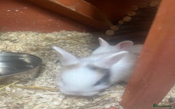 Mini Lion Lop rabbits for sale: Baby bunnies mini lion lops ready now  - Image 19
