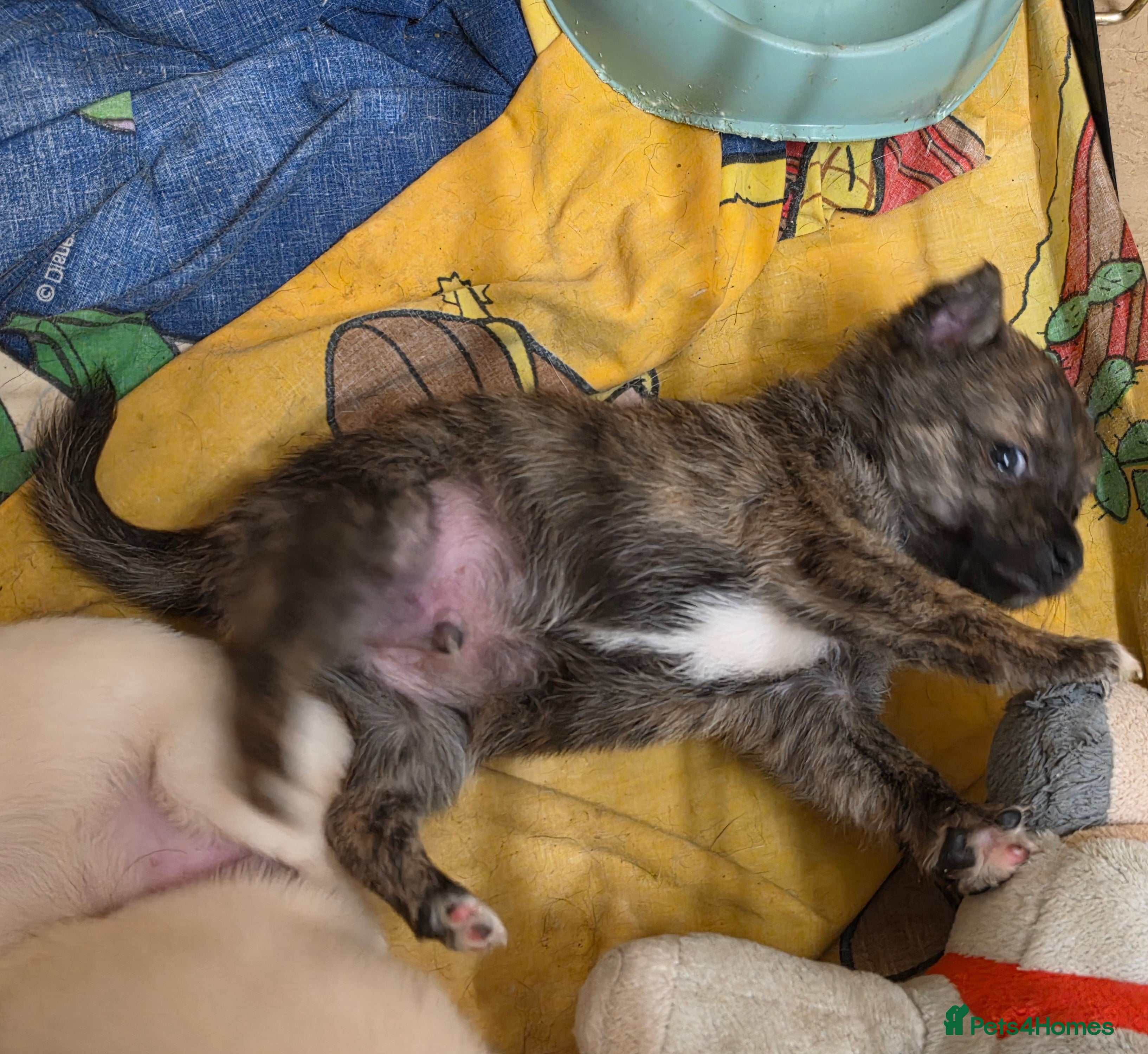Chihuahua dogs VERY RARE Brindle Chihuahua Puppies - Advert 2
