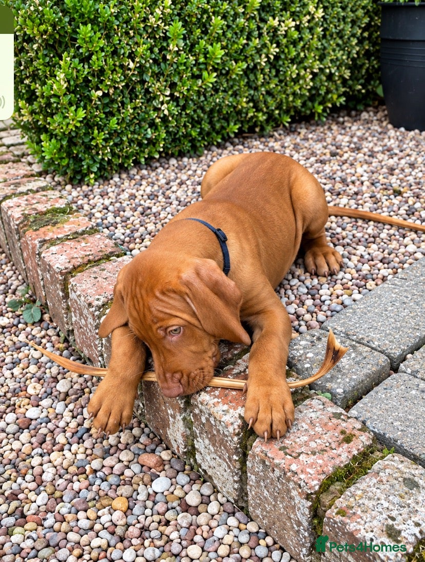 Hungarian Vizsla dogs Hungarian Vizsla Puppies 3 Boys Available - Advert 1