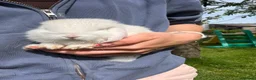 Mini Lion Lop rabbits for sale: Beautiful mini lion lop bunnies  - Advert 2