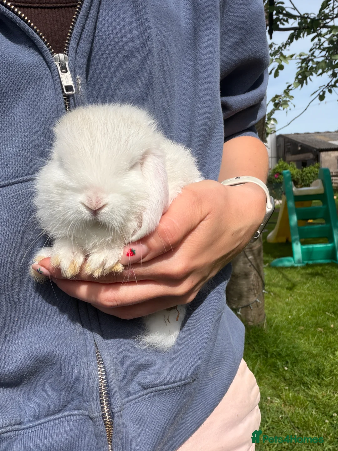 Mini Lion Lop rabbits for sale: Beautiful mini lion lop bunnies  - Advert 2