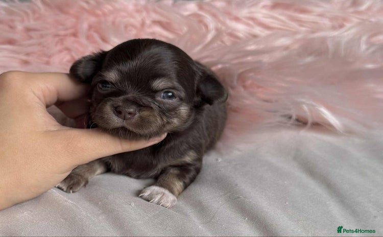 Chihuahua dogs - Advert 2