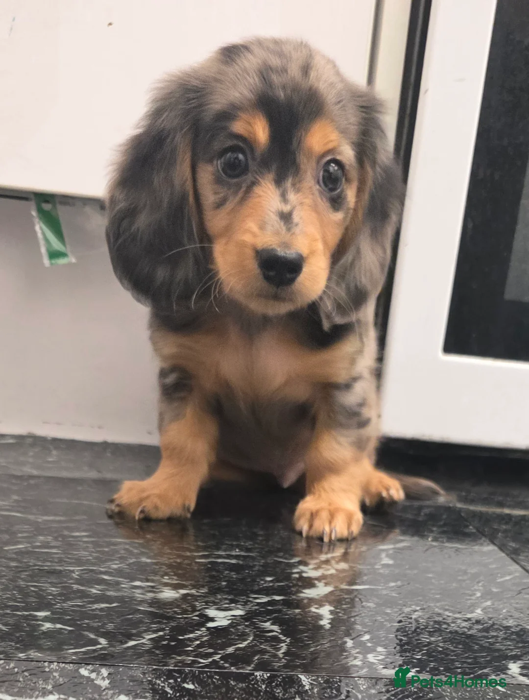 Miniature Dachshund dogs for sale: Miniature Dachshund longhaired puppy - Advert 3