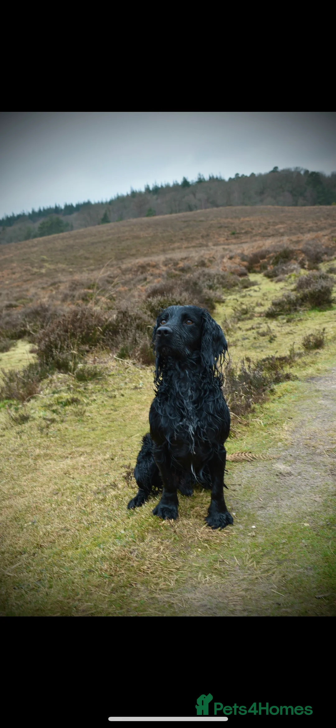 Sprocker dogs for stud: Sprocker Stud. Free in Knighton - Advert 3