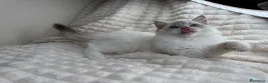 Ragdoll 5