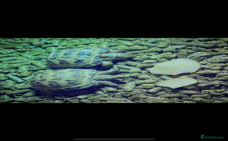 Tortoise reptiles - Advert 3