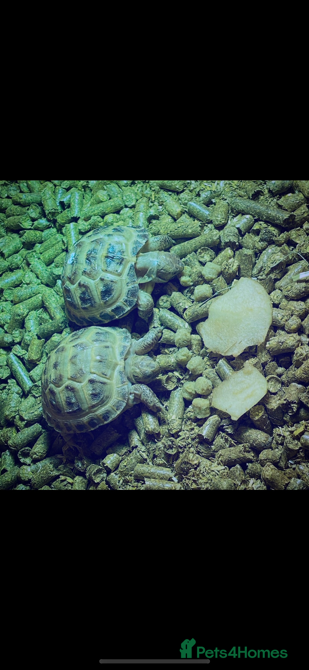 Tortoise reptiles for sale: 2 horsefield tortoises need rehoming!  - Image 1