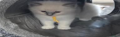Ragdoll Kitten 1