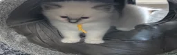 Ragdoll cats for sale: Beautiful Ragdoll Kittens  - Advert 18