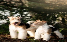 Fox Terrier dogs for sale: Exceptional Wire Haired Fox Terrier Puppies  - Image 5