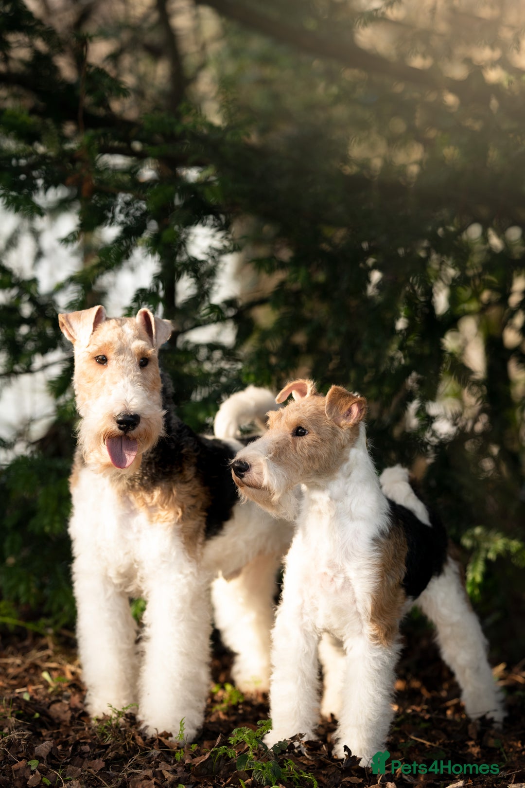 Fox Terrier dogs for sale: Exceptional Wire Haired Fox Terrier Puppies  - Image 5