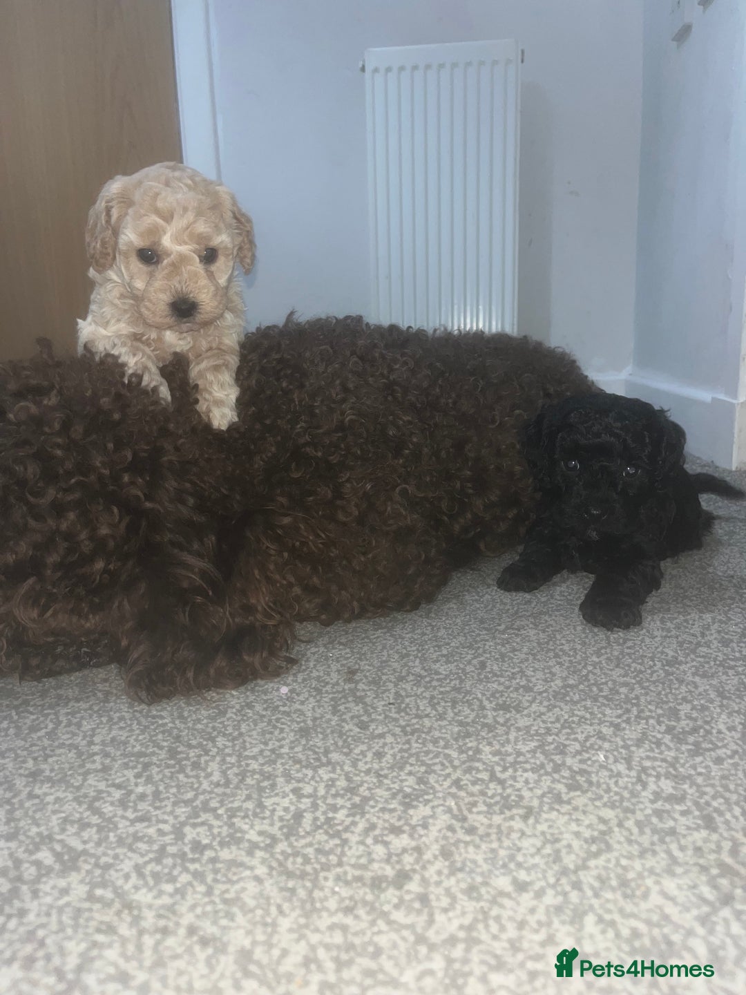 Cockapoo dogs for sale: Toy cockapoo - Advert 2