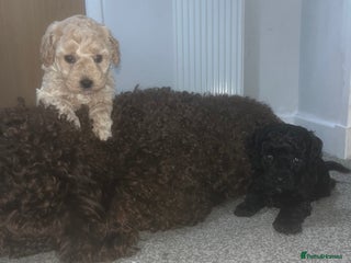 Cockapoo dogs Toy cockapoo - Advert 6