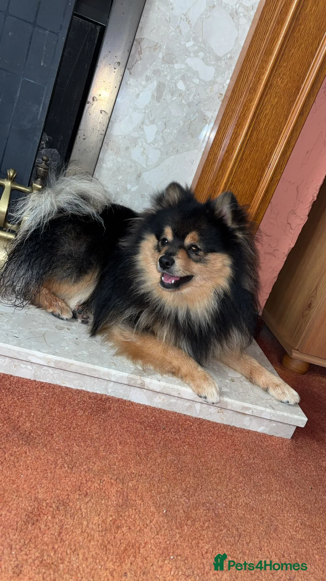 Pomeranian dogs for stud: Pomeranian for stud - Advert 2