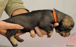 Dachshund dogs for sale: Wire Haired Dachshund Puppies - Image 14