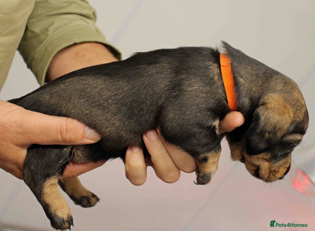 Dachshund dogs for sale: Wire Haired Dachshund Puppies - Image 14