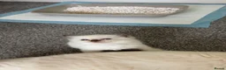 Ragdoll cats for sale: 5 Purebred Ragdoll Kittens in Keith - Advert 16