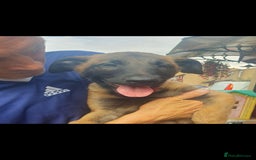Belgian Shepherd Dog dogs for sale: Belgian Malinois.1girl and 1 boy left.Reduced £ in Peterborough - Image 3