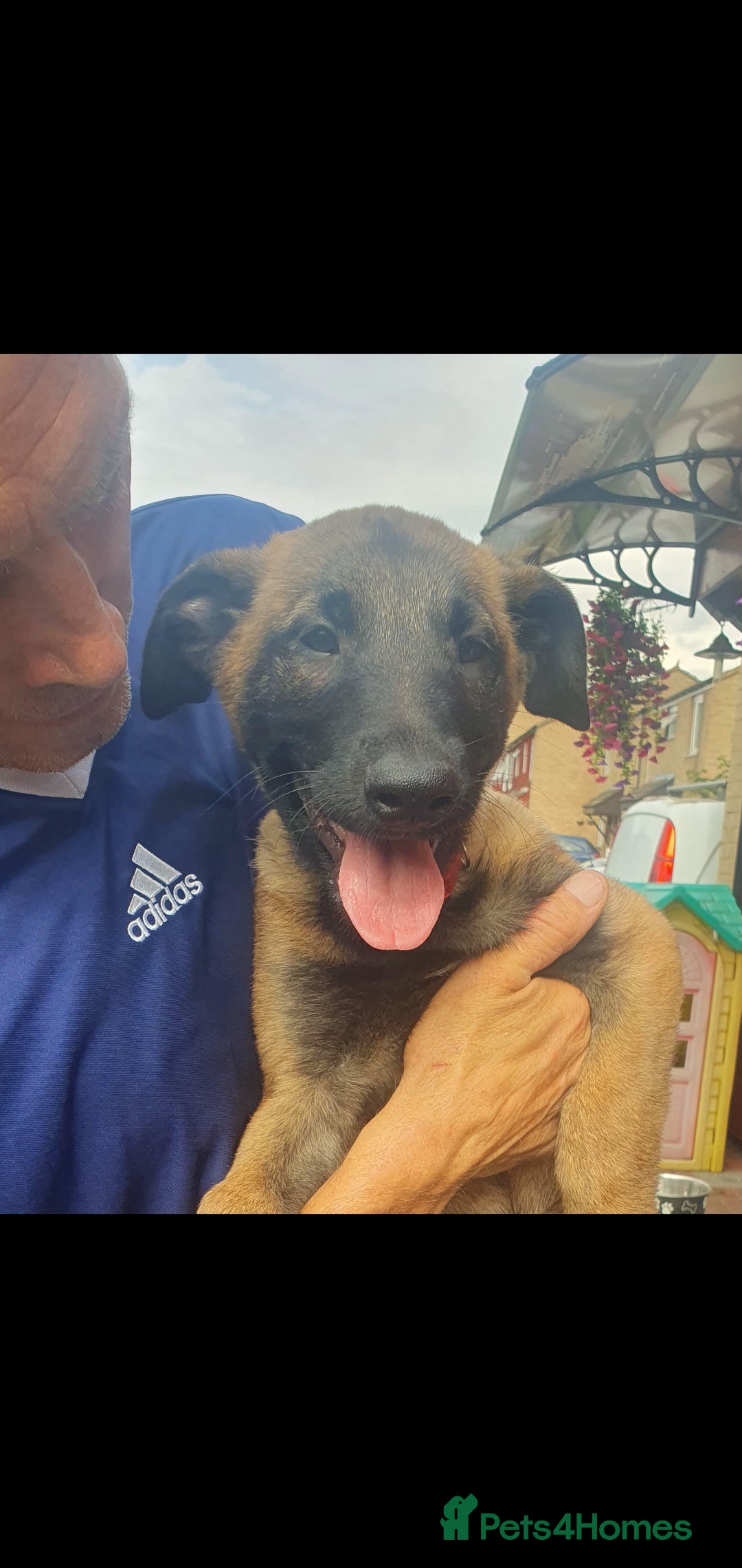 Belgian Shepherd Dog dogs for sale: Belgian Malinois.1girl and 1 boy left.Reduced £ in Peterborough - Image 3