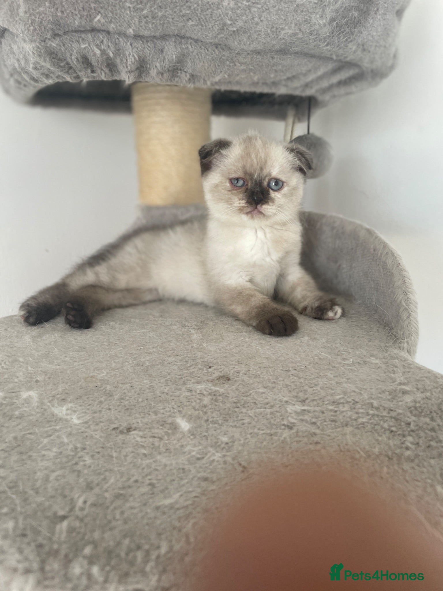 Scottish Fold cats     Meet Our 4 Sweet Scottish Fold Kittens - Advert 15