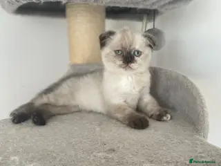 Scottish Fold cats Meet Our 4 Sweet Scottish Fold Kittens - Advert 15