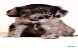 Mixed Breed dogs for sale: 8 UNIQUE Spaniel x Poodle Puppies - Image 8