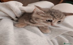 British Shorthair cats for sale: British shorthair kittens - Image 11