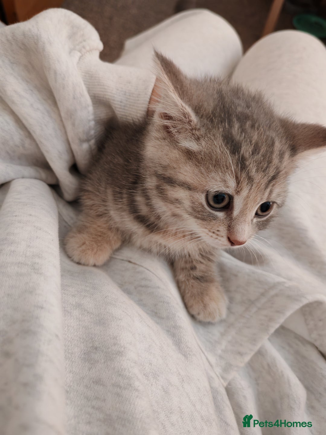 British Shorthair cats for sale: British shorthair kittens - Image 11