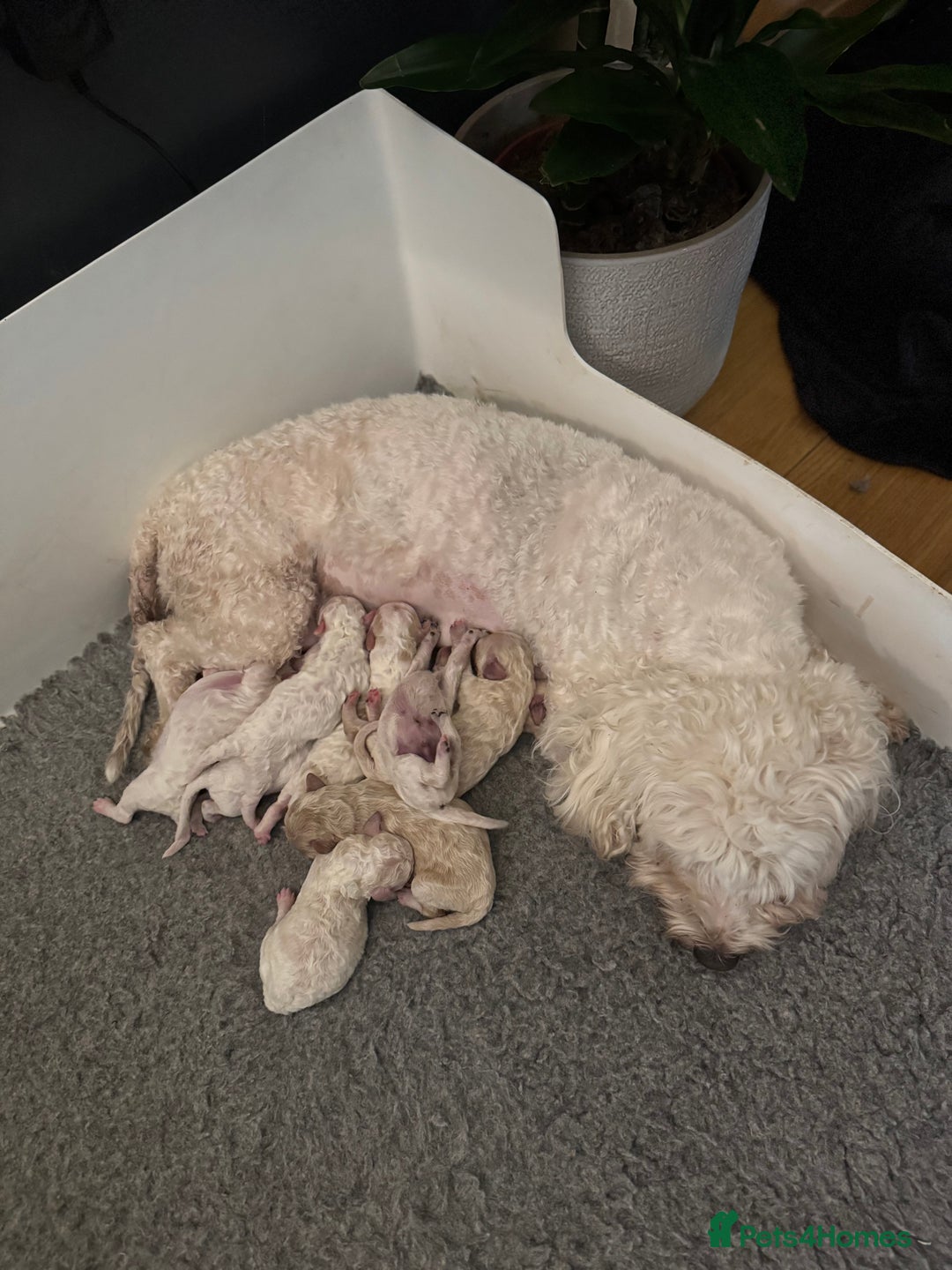 Cavapoochon dogs for sale: Cavapoochon puppies  - Image 33
