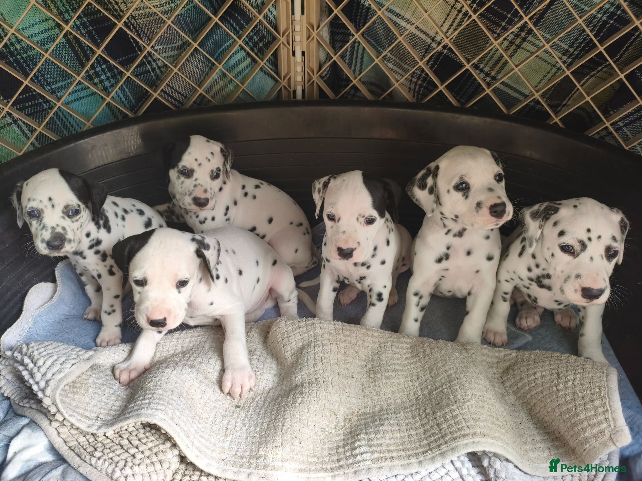 Dalmatian dogs Kc pups  - Advert 3
