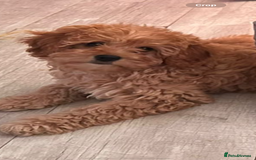 Cockapoo dogs for sale: 9 month old cockapoo  - Image 7
