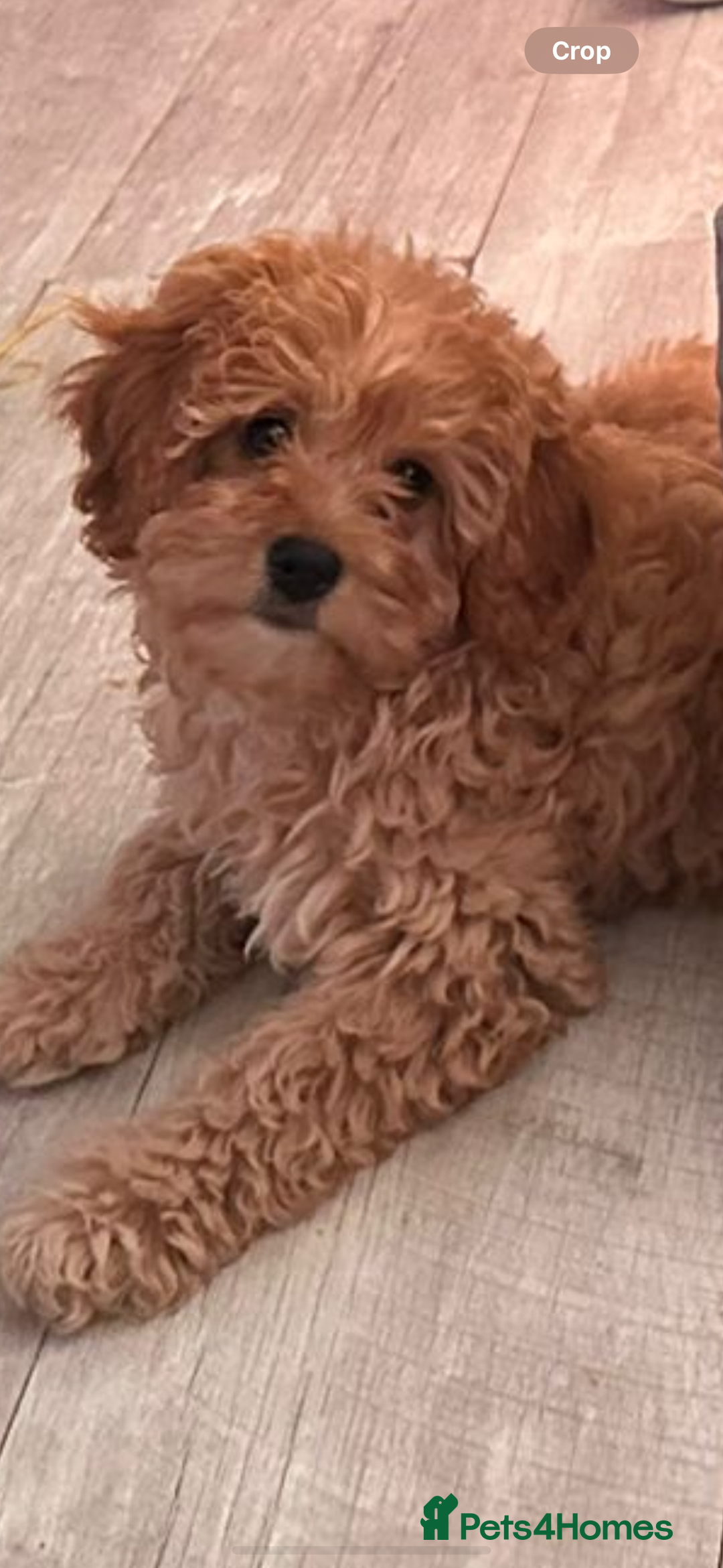 Cockapoo dogs for sale: 9 month old cockapoo  - Image 7
